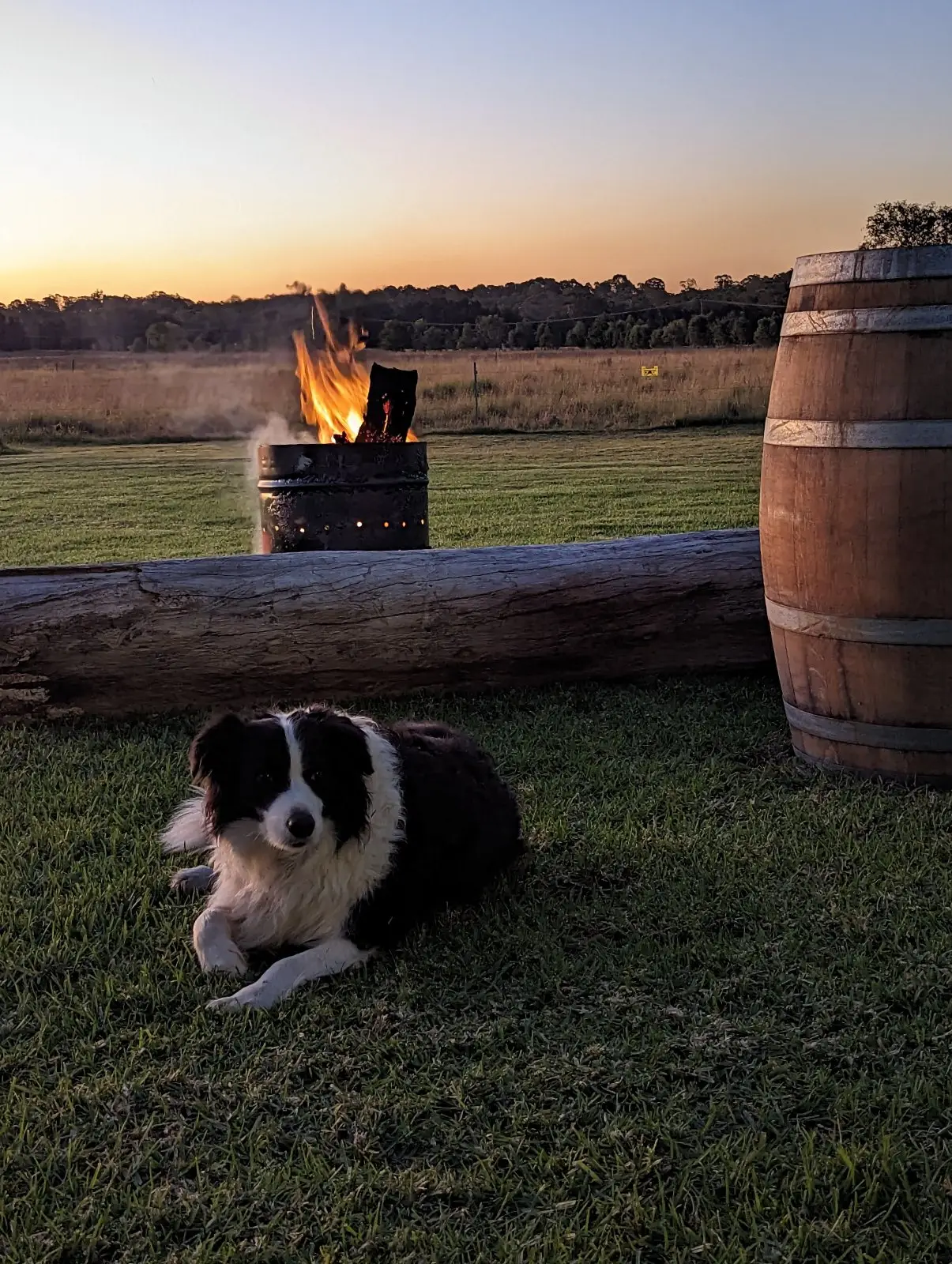 Bella the border collie lying on the grass by the firepit at sunset