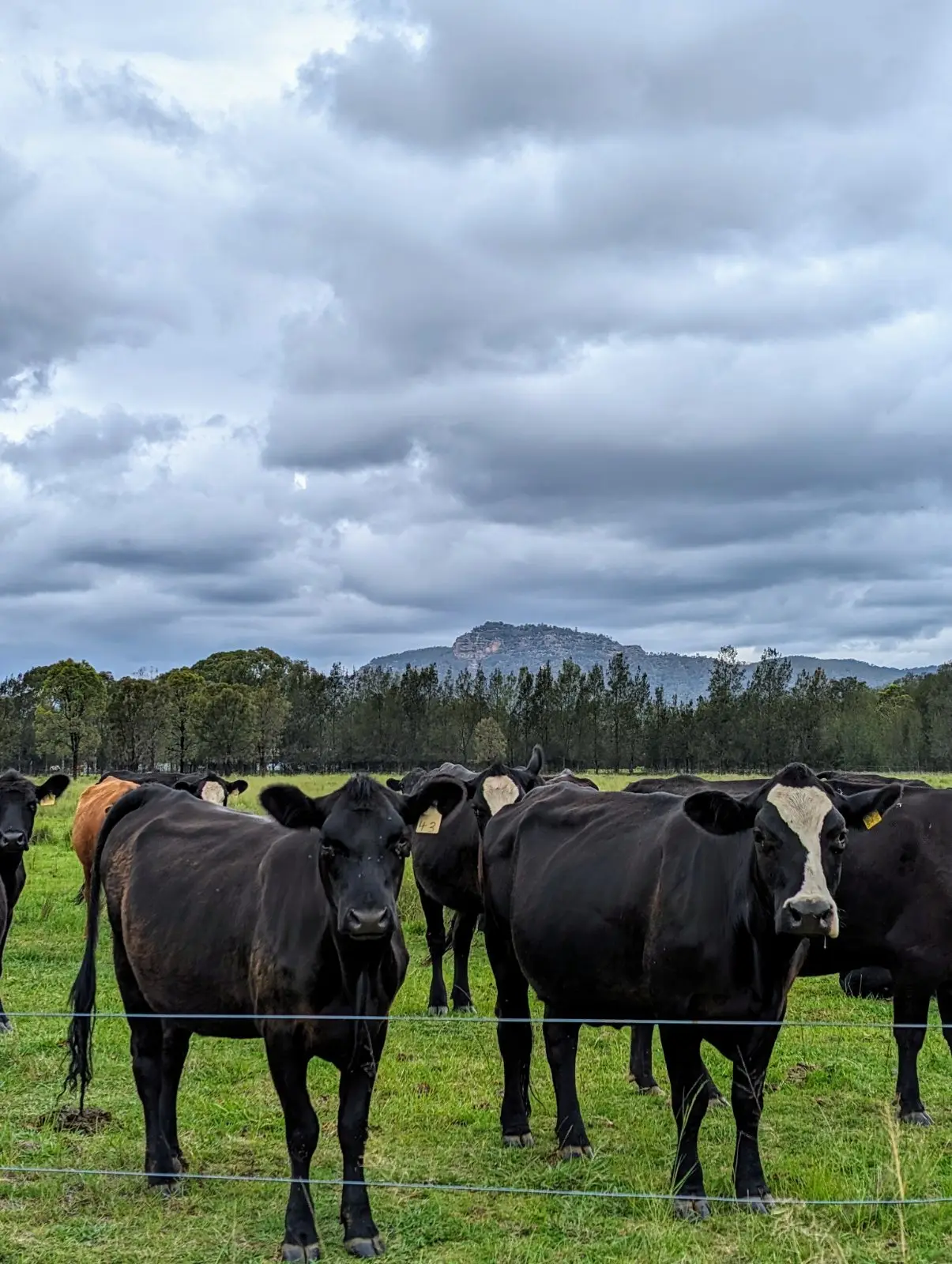 Black cattle at the fence with Yellow Rock in the distance