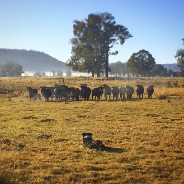 Bella the border collie lying in a misty paddock, watching a line of black cattle at Broke Estate