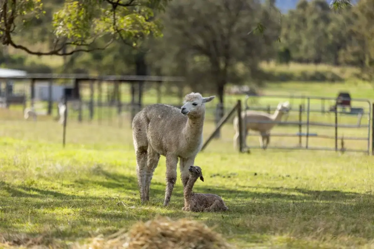 An alpaca standing over a newborn cria in a green paddock at Starline Alpacas
