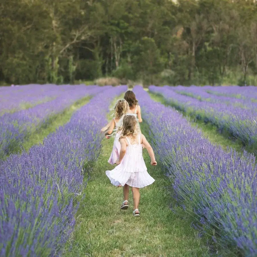 Three girls in white dresses walking between rows of flowering lavender at Hunter Lavender Farm