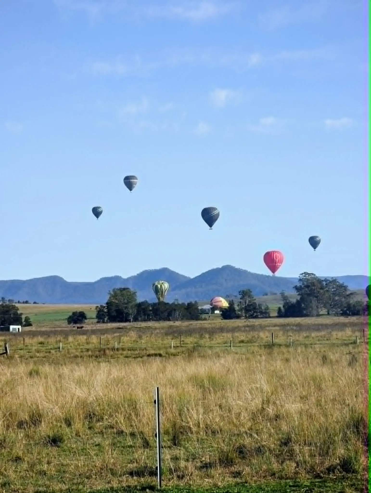 Hot air balloons over the paddocks near Broke, Hunter Valley